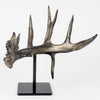 Replica of Whitetail Antler
