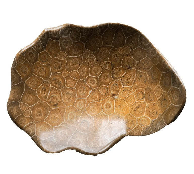 Coral Fossil Bowl