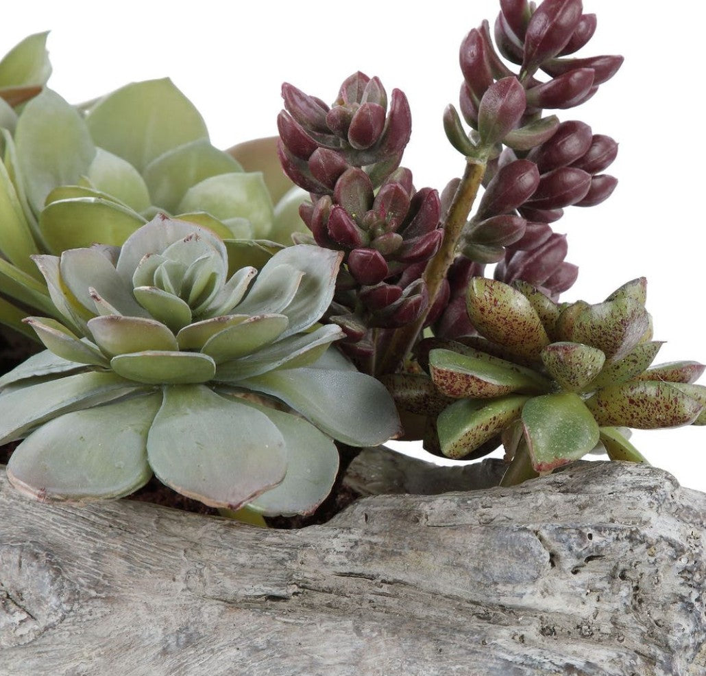 Charita Succulents