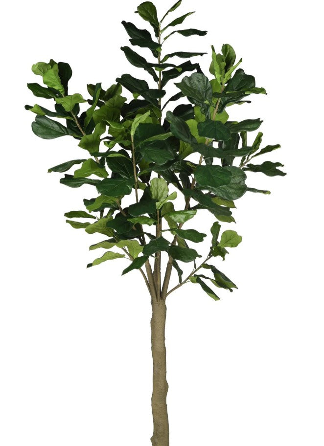 Fiddle Leaf Fig 9 ft. Tree
