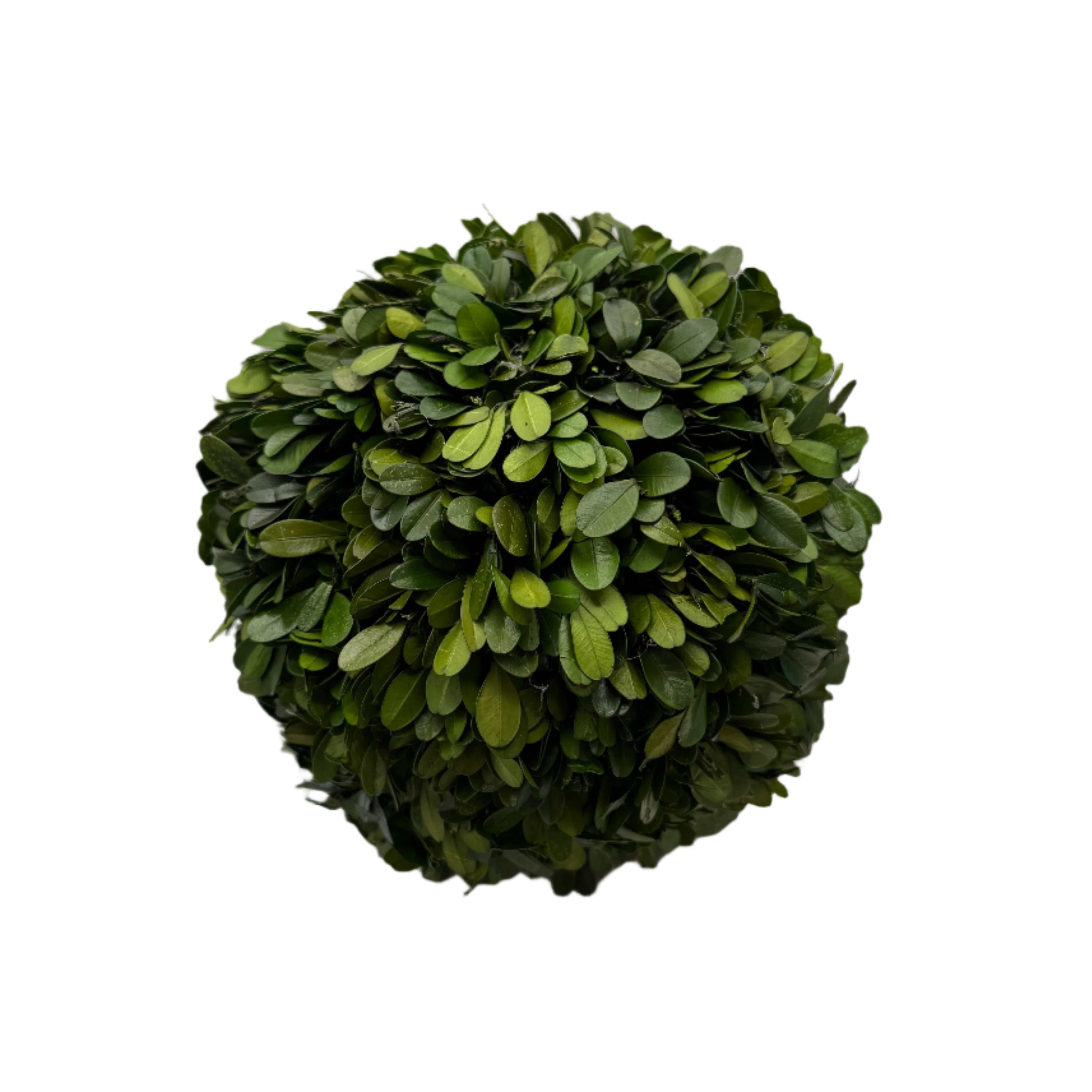 Preserved Boxwood Ball