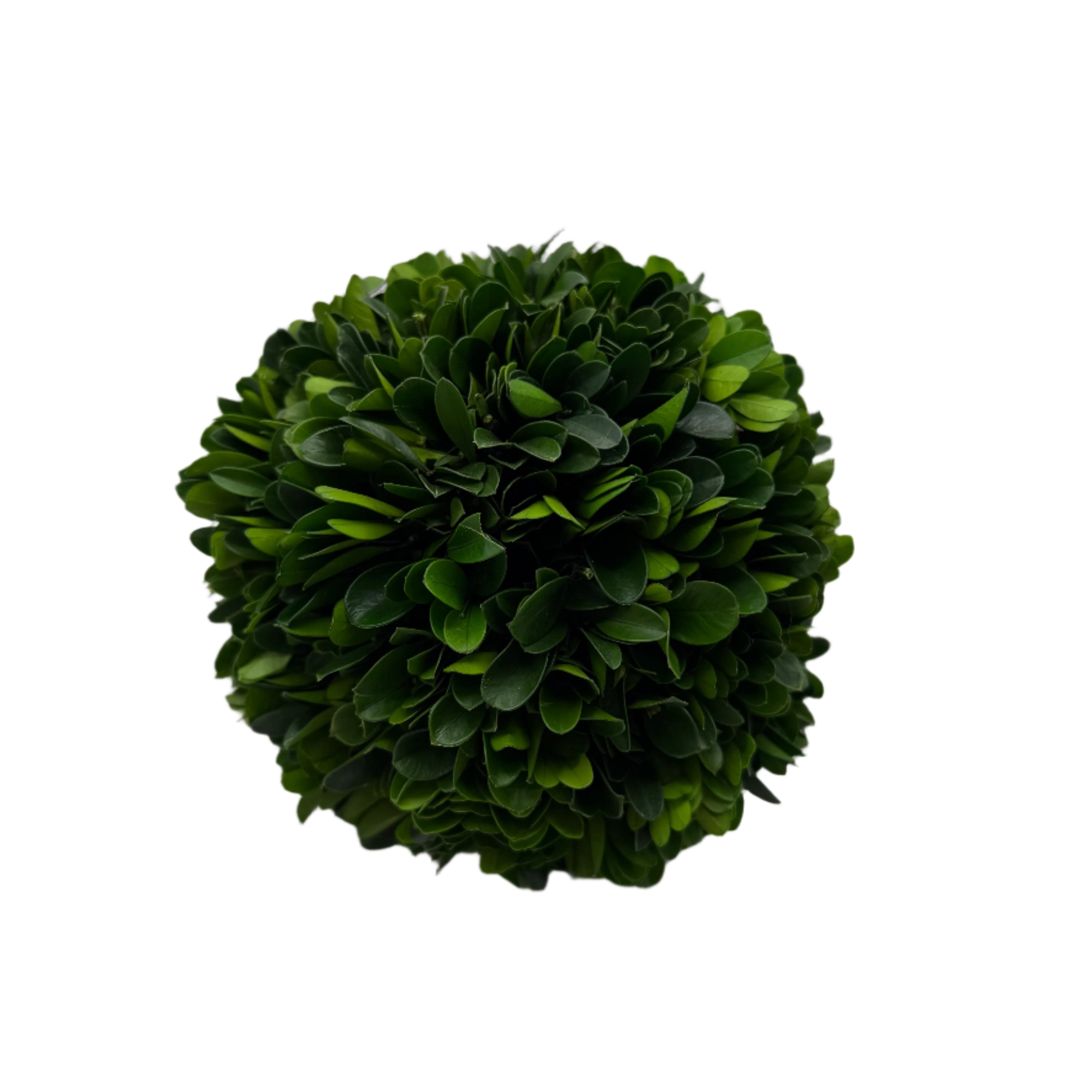 Preserved Boxwood Ball