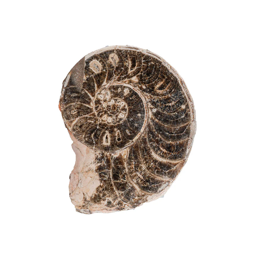 Pair of Split Polished Ammonite