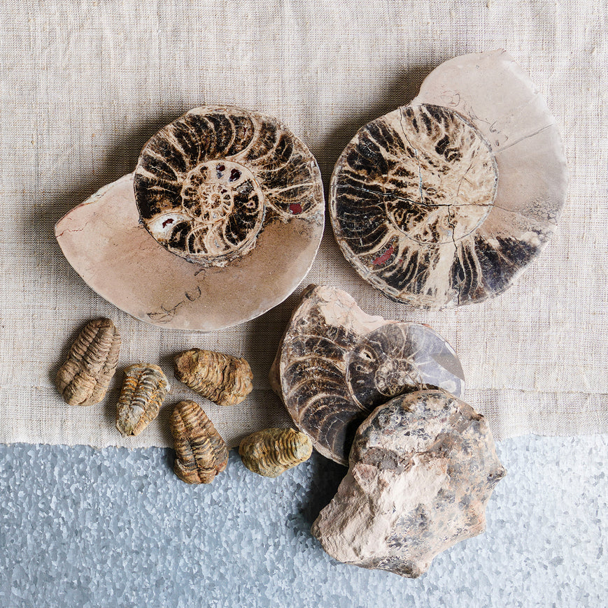 Pair of Split Polished Ammonite
