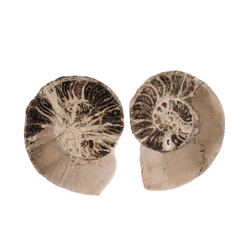 Pair of Split Polished Ammonite